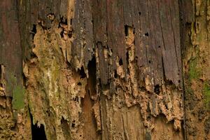 Old wet rotten tainted wood texture with some moss. Natural rotten wood walls as background. Closeup photo