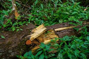 An old rotted log on the forest floor. Rotten logs in the middle of the forest. photo