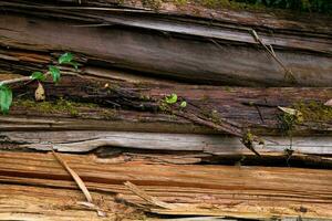 An old rotted log on the forest floor. Rotten logs in the middle of the forest. photo