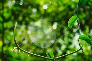 Spider on a cobweb on a green background. Spider web in the forest on a sunny autumn day. Spider net in nature. photo