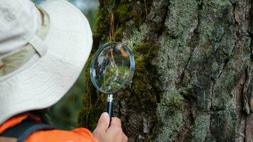 Female scientist ecologist studying plants in forest looking at trunk with magnifying glass. Female environmental scientist holding a magnifying glass to explore plants. Botanical scientist. photo