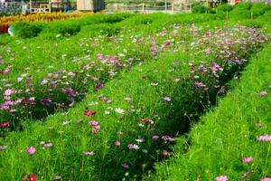 hermosa cosmos flores floreciente en el jardín. cosmos flores en naturaleza. foto