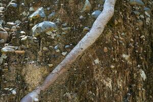 cerca arriba de el acantilado Roca superficie, un natural fenómeno causado por el erosión de el sedimento ese fluye a lo largo el corriente de agua, formando un sedimentario capa con redondeado río rocas incrustado en él. foto