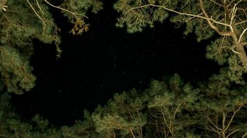 Starry night sky with animated backgrounds of twinkling or flickering stars in the forest. Constellations in the winter night sky visible between the trees. photo