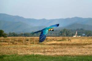 Colorful macaw parrot flying in the garden. close up portrait of colorful blue and yellow macaw parrot Ara ararauna photo