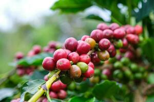 Coffee bushes ripen in the mountains of Thailand ready to be harvested with green and red coffee cherries. Arabica coffee beans ripening on tree in in organic coffee plantation. photo