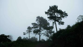 Tropical forest scenery with mist in the morning. Beautiful mountain pine forest in winter in Thailand. View of the sea of mist on the mountain top. photo