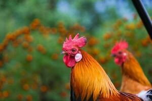 The rooster walks freely and pecks at the grass. Chickens eating grains on free range farm with green grass. photo