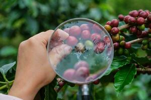 Cropped shot of modern farmer holding magnifying glass looking at coffee beans on the coffee plant and examining ripe coffee beans at coffee field plantation. photo