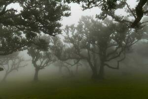 Fanal Forest - Seixal, Portugal photo