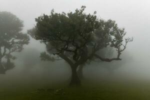 Fanal Forest - Seixal, Portugal photo