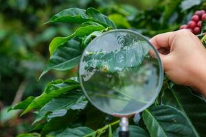 Cropped shot of modern farmer holding magnifying glass looking at coffee diseased leaves on coffee plant and examining ripe coffee beans at coffee plantation. photo