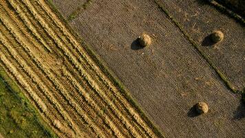 Rice fields after harvesting rice in Thailand. Drone flies over the haystack after the harvest season in the paddy fields. Top view of autumn after harvest with fallen straws in farming village. photo