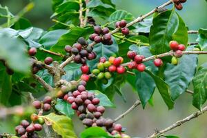 Coffee bushes ripen in the mountains of Thailand ready to be harvested with green and red coffee cherries. Arabica coffee beans ripening on tree in in organic coffee plantation. photo