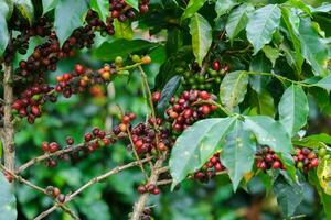 Coffee bushes ripen in the mountains of Thailand ready to be harvested with green and red coffee cherries. Arabica coffee beans ripening on tree in in organic coffee plantation. photo