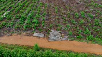 vista aérea de un camino de tierra que atraviesa los hermosos espacios verdes de las plantaciones rurales de eucalipto. vista superior del bosque de eucaliptos en tailandia. fondo de paisaje natural. foto