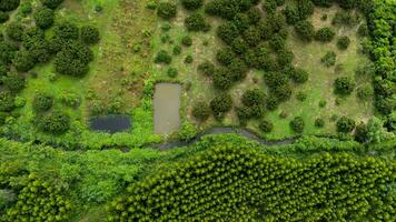vista aérea de hermosos paisajes de áreas agrícolas o de cultivo en países tropicales. plantación de eucaliptos en tailandia. fondo de paisaje natural. foto