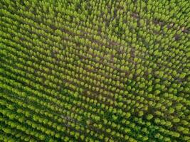 Aerial view of eucalyptus plantation in a tropical country. Top view of Cultivation trees and planting in outdoor nursery. Cultivation business. Beautiful natural landscape background. photo