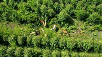 Aerial view of a herd of cows walking on a dirt road in a rural pasture in the morning. Beautiful green area of farmland or eucalyptus plantations with herds in the rainy season of northern Thailand. photo