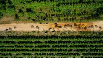 Aerial view of a herd of cows walking on a dirt road in a rural pasture in the morning. Beautiful green area of farmland or eucalyptus plantations with herds in the rainy season of northern Thailand. photo