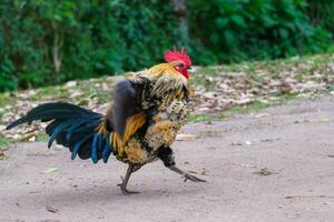 el gallo camina libremente y picotazos a el césped. pollos comiendo granos en gratis rango granja con verde césped. foto