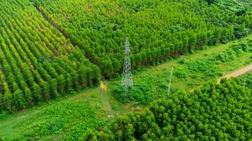 Aerial view of high voltage pylons and power lines between eucalyptus plantations. Top view of eucalyptus forest in Thailand. Natural landscape background. photo