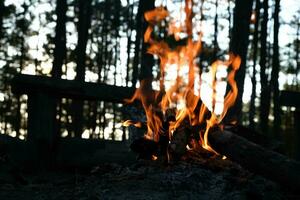 Small campfire with smoke of burning pine logs in the forest. Burning campfire in the pine forest in the morning. photo