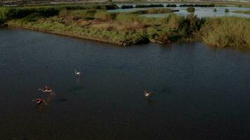 a group of flamingo are walking on the water video