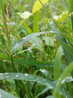 plantas con Rocío gotas foto