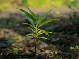 Plants with dew drops photo