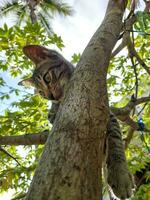 Cat climbs tree photo