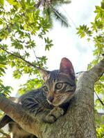 Cat climbs tree photo