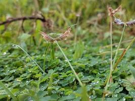 Plants with dew drops photo