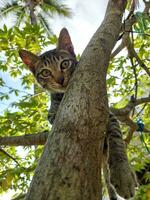 Cat climbs tree photo