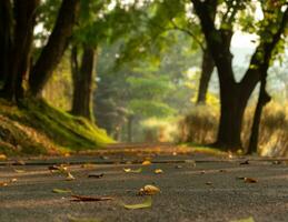 View of a road, also a jogging track in the morning, after some edits. photo