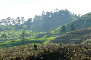 View of tea plantation, after some edits. photo