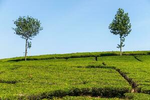 View of tea plantation, after some edits. photo