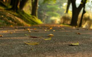 View of a road, also a jogging track in the morning, after some edits. photo