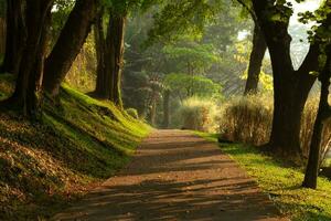 View of a road, also a jogging track in the morning, after some edits. photo