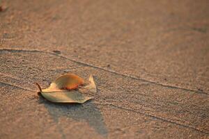 Leaf with sand background shot photo