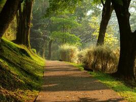 View of a road, also a jogging track in the morning, after some edits. photo