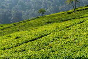 View of tea plantation, after some edits. photo