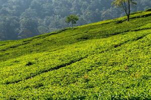 ver de té plantación, después algunos ediciones foto