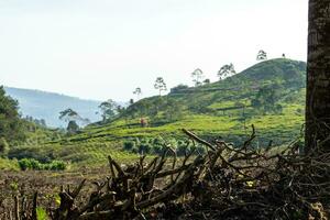 View of tea plantation, after some edits. photo