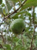 guayaba árbol y guayaba Fruta en el jardín foto