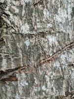 the texture of the patterns and veins of the trees that are near the rice fields photo