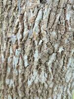 textures, patterns, and veins of tree trunks photo