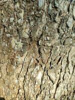 textures, patterns, and veins of tree trunks photo