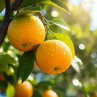 oranges trees on organic fruit farm, Ai generated photo