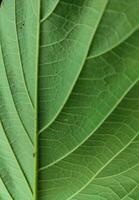 textura, patrón, las venas de salvaje hojas en el bosque foto